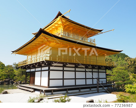 更換茅草屋頂後的春天金閣寺 更換茅草屋頂後的春天金閣寺 77236987