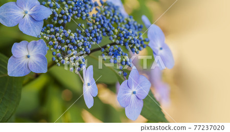 Light blue hydrangea purple pale green and hydrangea hydrangea hydrangea Light blue hydrangea purple pale green and hydrangea hydrangea hydrangea 77237020