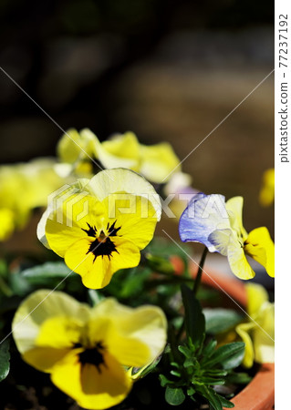 Bright colorful flower season Bright colorful flower season 77237192