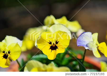 Beautifully laid yellow flowers Beautifully laid yellow flowers 77237193