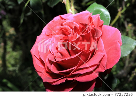 rose rose 77237256