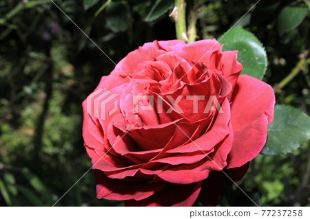 rose rose 77237258