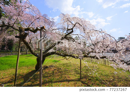 日本京都府京都市京都御苑的櫻花 77237267