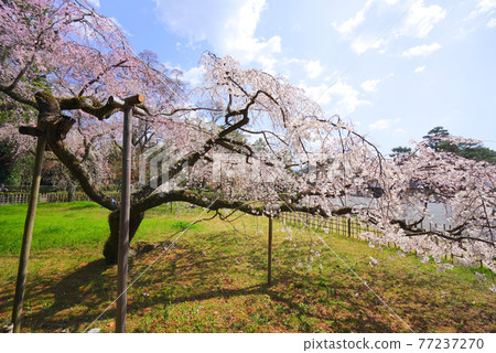 日本京都府京都市京都御苑的櫻花 日本京都府京都市京都御苑的櫻花 77237270
