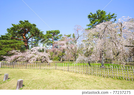 Sakura in Kyoto Gyoen, Kyoto City, Kyoto Prefecture, Japan 77237275