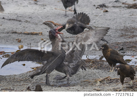 Giant Petrels feeding Giant Petrels feeding 77237612