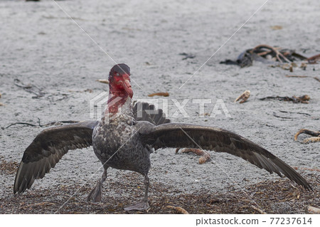 Giant Petrels feeding Giant Petrels feeding 77237614