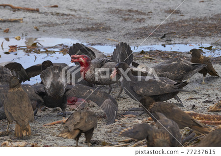 Giant Petrels feeding Giant Petrels feeding 77237615