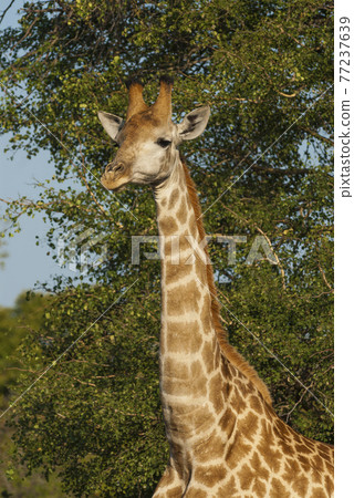 Giraffa, Kruger National Park 77237639