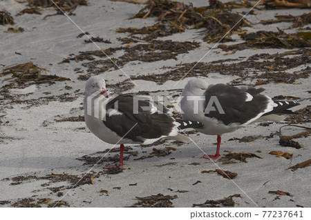 Dolphin Gulls 77237641
