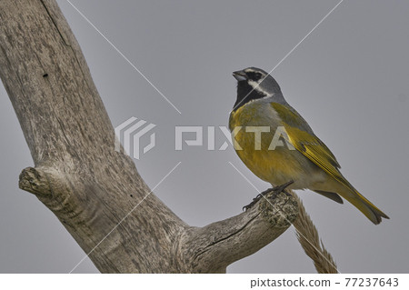 Black-throated Finch 77237643