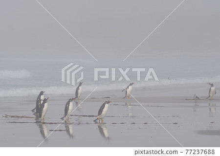 Gentoo Penguins heading to their colony 77237688