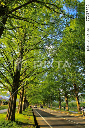 Shiga's Metasequoia Namiki 77237722