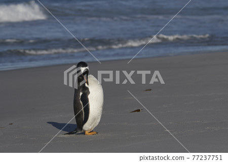 Gentoo Penguin preening Gentoo Penguin preening 77237751