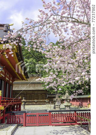 Sakura Shiogama Sakura at Shiogama Shrine in Miyagi Sakura Shiogama Sakura at Shiogama Shrine in Miyagi 77237802
