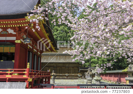 Sakura Shiogama Sakura 在宮城縣鹽灶神社 77237803