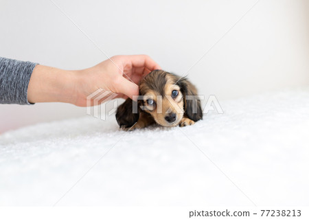 小狗 Kaninhen 臘腸 小狗 Kaninhen 臘腸 77238213