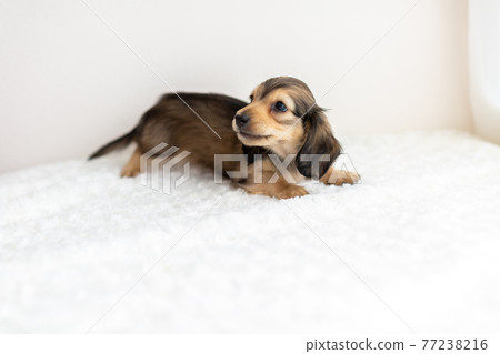 小狗 Kaninhen 臘腸 小狗 Kaninhen 臘腸 77238216