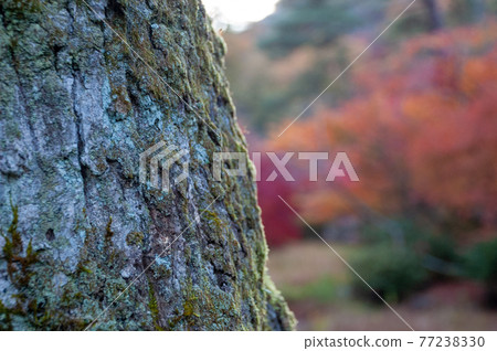 苔蘚樹 77238330
