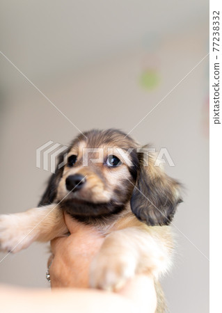 小狗 Kaninhen 臘腸 77238332