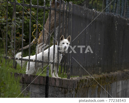 white guard dog waiting for you from iron fence 77238543