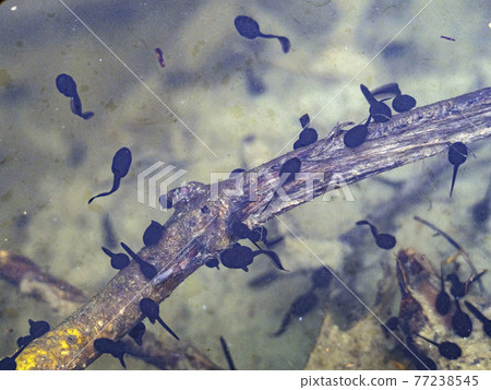 frog tadpole in a swamp frog tadpole in a swamp 77238545