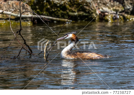 Great Crested Grebe, Podiceps cristatus with beautiful orange colors, a water bird with red eyes. Great Crested Grebe, Podiceps cristatus with beautiful orange colors, a water bird with red eyes. 77238727