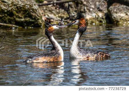 Great Crested Grebe, Podiceps cristatus with beautiful orange colors, a water bird with red eyes. Great Crested Grebe, Podiceps cristatus with beautiful orange colors, a water bird with red eyes. 77238729