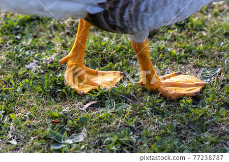 Feet of the bar-headed goose, Anser indicus seen in English Garden in Munich Feet of the bar-headed goose, Anser indicus seen in English Garden in Munich 77238787