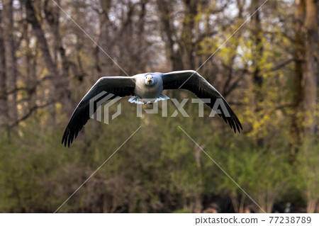 The bar-headed goose, Anser indicus flying over a lake in English Garden in Munich 77238789