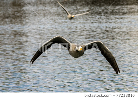 The bar-headed goose, Anser indicus flying over a lake in English Garden in Munich 77238816