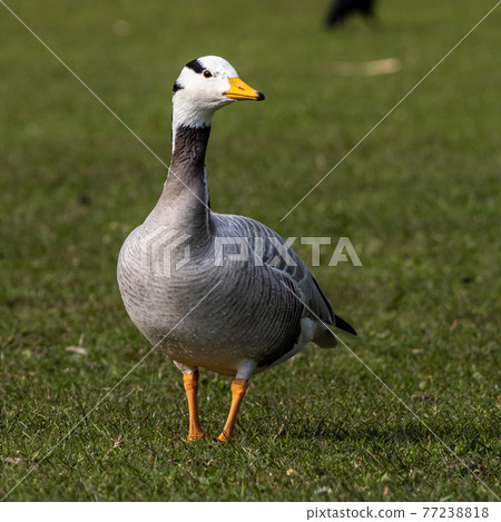 The bar-headed goose, Anser indicus seen in English Garden in Munich 77238818