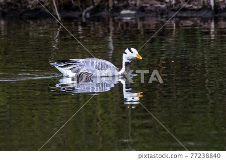 The bar-headed goose, Anser indicus seen in English Garden in Munich The bar-headed goose, Anser indicus seen in English Garden in Munich 77238840