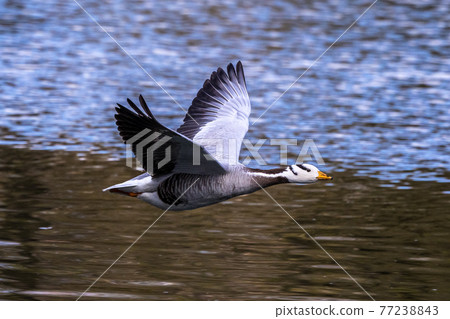 The bar-headed goose, Anser indicus flying over a lake in English Garden in Munich The bar-headed goose, Anser indicus flying over a lake in English Garden in Munich 77238843