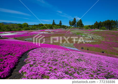 The famous place for Shibazakura in Chichibu is Shibazakura no Oka 77238886