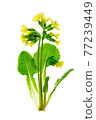 Primula Veris flowerEarly spring flower of Primula Veris - Cowslip isolated on a white background. PNG file with transparent background. 77239449
