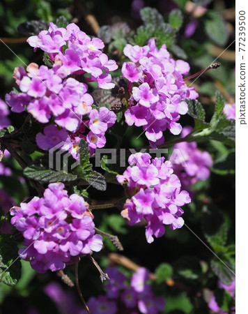 馬tana丹(科巴諾馬Lan丹自然紋理) 馬tana丹(科巴諾馬Lan丹自然紋理) 77239500