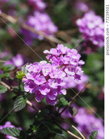 Lantana (Trailing lantana natural texture) 77239501