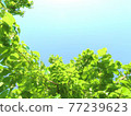 Pale blue sky and bright green leaves (background material) Pale blue sky and bright green leaves (background material) 77239623