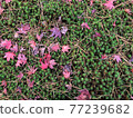 Background. Fallen red leaves on grass. 77239682