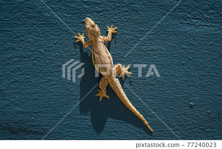 A photo of a lizard on a blue wall. A photo of a lizard on a blue wall. 77240023