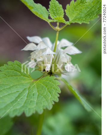 Flower of Odorikosoto 77240024