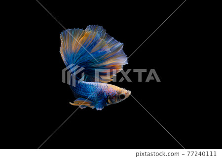 Halfmoon blue and orange betta isolated on black background 77240111