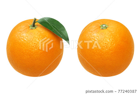 Orange illustration real Orange illustration real 77240387