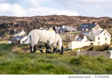 Cute blackface sheep lambs in a field in County Donegal - Ireland Cute blackface sheep lambs in a field in County Donegal - Ireland 77240495