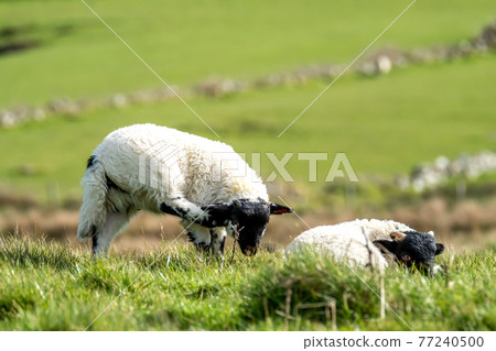 Cute blackface sheep lambs in a field in County Donegal - Ireland 77240500
