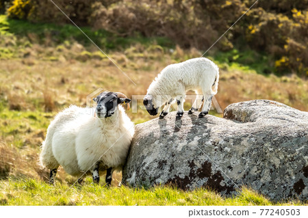 A blackface sheep family in a field in County Donegal - Ireland A blackface sheep family in a field in County Donegal - Ireland 77240503