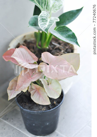 Syngonium, Syngonium hybrid Pink or Syngonium Pink and Philodendron birkin 77240676