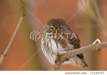 Eurasian pygmy owl (Glaucidium passerinum) in winter Eurasian pygmy owl (Glaucidium passerinum) in winter 77240701