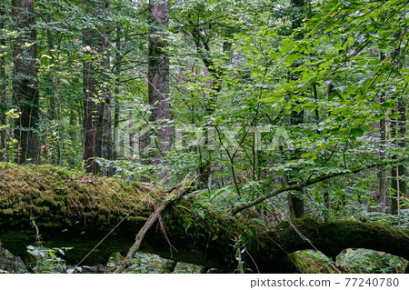Deciduous stand with two broken oak trees lying Deciduous stand with two broken oak trees lying 77240780